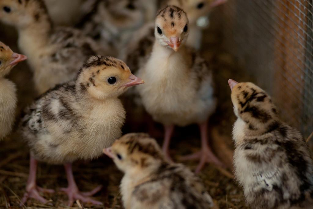 Tourist Farm Ob Izviru Krupe Villa Semic Dış mekan fotoğraf