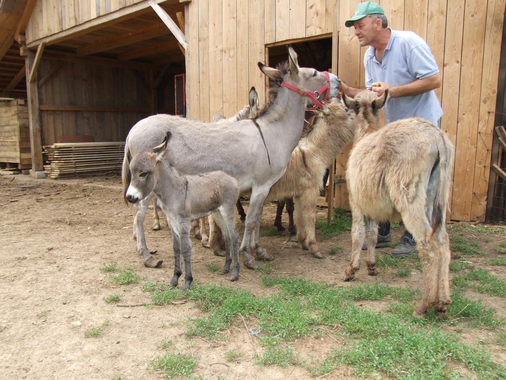 Tourist Farm Ob Izviru Krupe Villa Semic Dış mekan fotoğraf